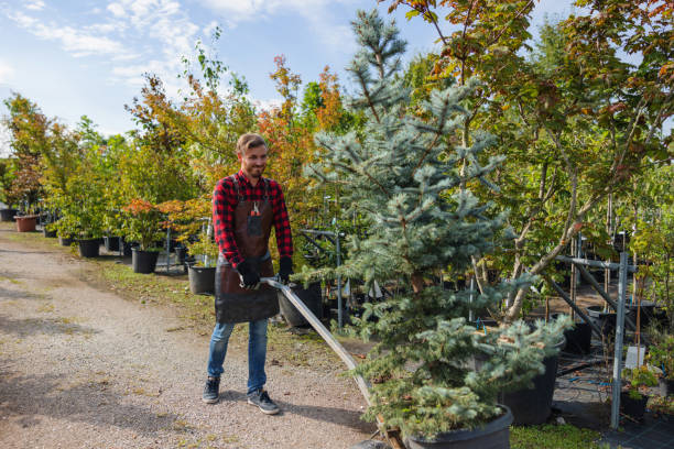 How Our Tree Care Process Works  in Pacifica, CA